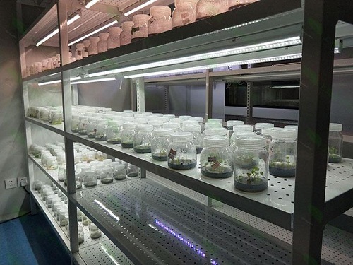 梅江植物组织培养实验室设计建设方案